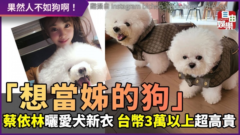 「想當姊的狗」蔡依林曬愛犬新衣 要價台幣3萬以上超高貴