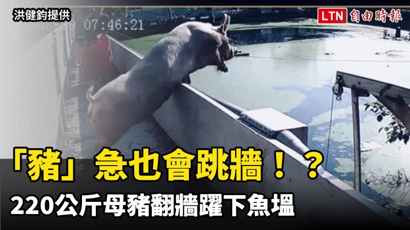 「豬」急也會跳牆！？ 220公斤母豬翻牆躍下魚塭 網友笑歪「水花太大扣分」（洪健鈞提供）
