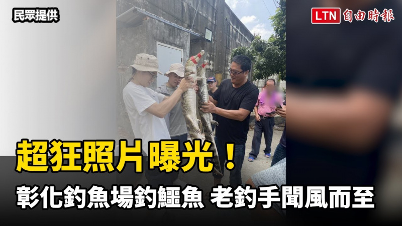超狂照片曝光!彰化釣魚場「釣鱷魚」 老釣手聞風而至(民眾提供) 超狂照片曝光!彰化釣魚場「釣鱷魚」 老釣手聞風而至(民眾提供)