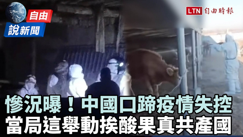 自由說新聞》中國傳12省口蹄疫爆發慘況曝光！當局1舉動挨酸：果真共產國