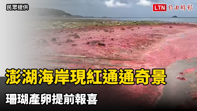 澎湖海岸現紅通通奇景 珊瑚產卵提前報喜