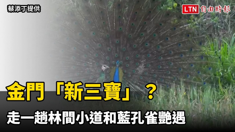 金門「新三寶」？走一趟林間小道和藍孔雀艷遇