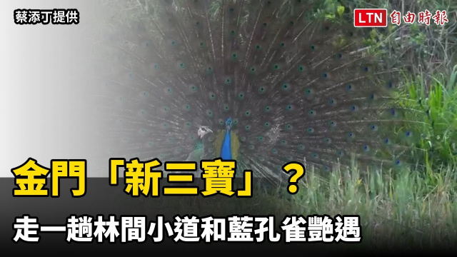 金門「新三寶」？走一趟林間小道和藍孔雀艷遇