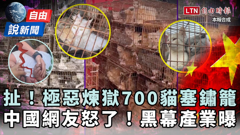 自由說新聞》直擊超扯「貓車」塞700貓送屠宰場!中國網友炸鍋揭盜貓黑色產業鏈 自由說新聞》直擊超扯「貓車」塞700貓送屠宰場!中國網友炸鍋揭盜貓黑色產業鏈