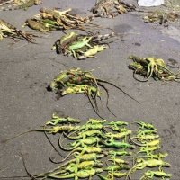 下一個「綠鬣蜥」危機 正在寵物店裡悄悄醞釀