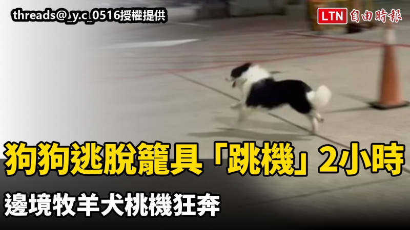 快跑!狗狗18日逃脫籠具「跳機」2小時 邊境牧羊犬桃機狂奔 快跑!狗狗18日逃脫籠具「跳機」2小時 邊境牧羊犬桃機狂奔