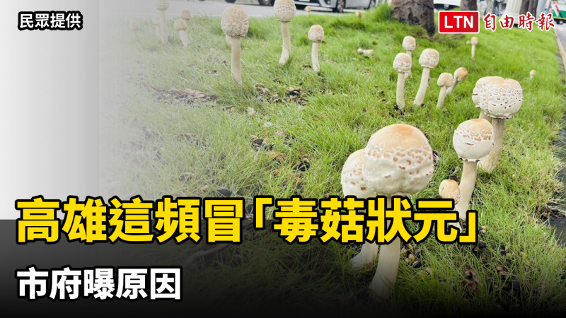 高雄這分隔島頻冒「毒菇狀元」綠褶菇 市府曝原因