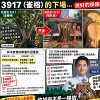 台北市砍掉的不只是雀榕 而是城市的記憶