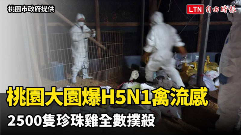 桃園大園爆H5N1禽流感 2500隻珍珠雞全數撲殺