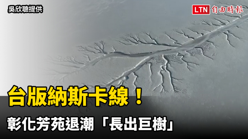 台版納斯卡線！彰化芳苑退潮「長出巨樹」 空拍揭奇幻大地畫作
