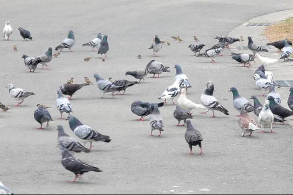 全球首例人類感染H5N5禽流感喪命 疾管署：勿接觸、餵食野鳥