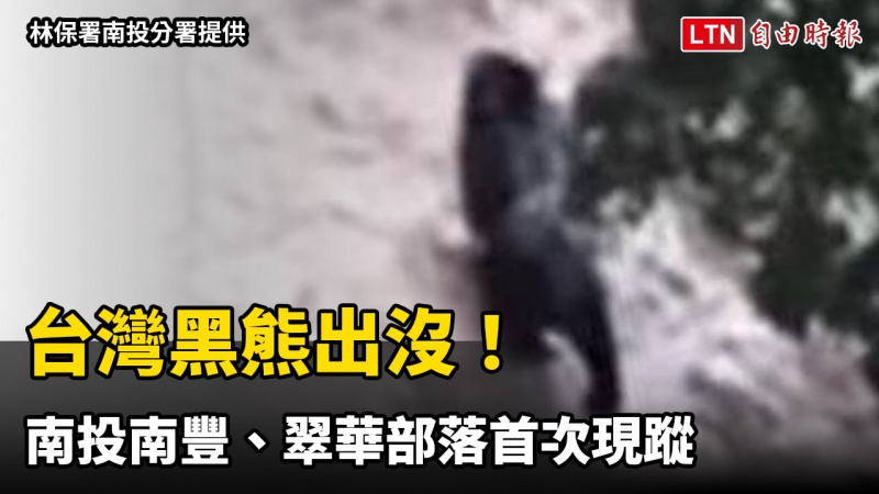 台灣黑熊出沒！南投南豐、翠華部落首次現蹤 鄰近茶園、露營區