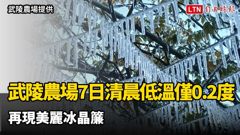 今（7日）大雪！武陵農場清晨低溫僅0.2度 再現美麗冰晶簾