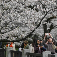 中國禁團訪日 日本觀光景點終於安靜了