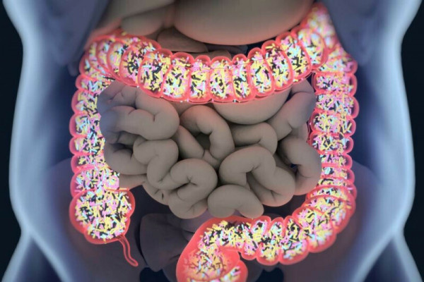 同住者基因影響你的健康！ 大鼠實驗：腸道菌相會「社交傳播」