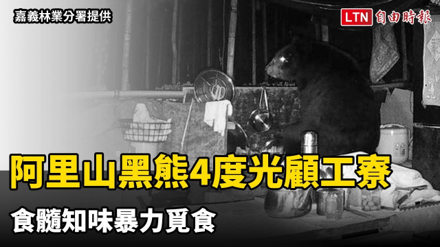 天天來！阿里山黑熊4度光顧工寮 食髓知味暴力覓食