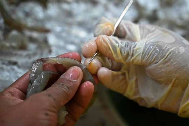 與台斷交後白蝦失血 宏媒打臉北京：中國買得比台灣少
