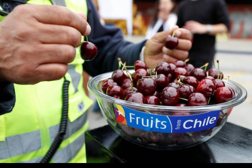 櫻桃銷往中國嘗到苦果 智利不忍了！嘆巨大失衡

