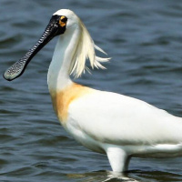 黑琵4514隻創新高 茄萣濕地豈止「地方級」？
