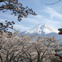 從日本新倉山淺間公園停辦櫻花節 談觀光失序的代價