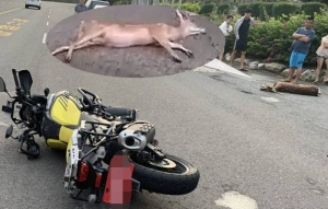 小鹿亂撞鹿死兩傷!墾管處:注意鹿出沒 小鹿亂撞鹿死兩傷!墾管處:注意鹿出沒