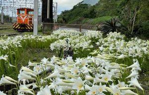 北迴線寂寞小站 鐵砲百合花海怒放 北迴線寂寞小站 鐵砲百合花海怒放