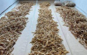 3493非法魚翅企圖運香港 哥倫比亞沒收 3493非法魚翅企圖運香港 哥倫比亞沒收