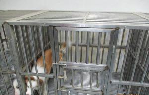 欠費被扣7隻百萬嗅癌犬 老闆捧錢繳清 欠費被扣7隻百萬嗅癌犬 老闆捧錢繳清