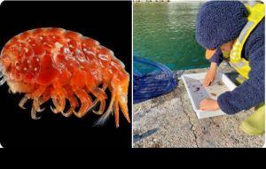 海邊釣魚 4歲稚子發現海洋新物種 海邊釣魚 4歲稚子發現海洋新物種