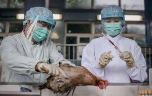 中國H5N6禽流感傳人2死 病毒恐已突變