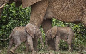 機率僅1％！肯亞出現極罕見雙胞胎小象