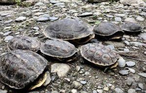 2千多隻斑龜宜縣山區野放大量死亡 被批是在造孽