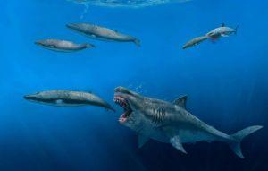 謎樣200年 史前巨鯊「皺齒鯊」長相揭曉
