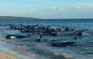 澳洲西南部近百鯨魚擱淺 恐死傷慘重