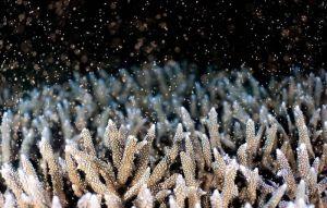 馬公杭灣海底花園 珊瑚產卵美景全都錄