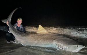 搏鬥半小時 美國釣客將3.6公尺虎鯊釣上岸