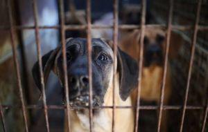 南韓發警報70隻猛犬逃出 真相讓人傻眼