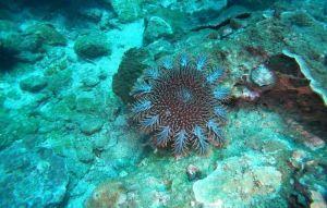棘冠海星再現七美海域 恐危珊瑚生態