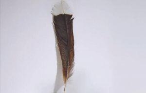 世界上最貴的羽毛 「1根」拍賣近百萬