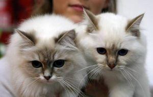 台英合作研究揭「貓命最長」2品種