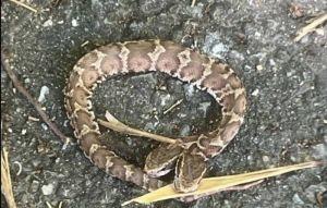 日本山區驚見雙頭蛇 出現機率僅10萬分之1