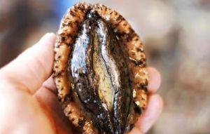 日本頻傳諾羅感染！千葉旅館集體上吐下瀉 疑鮑魚釀禍