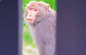 鏡頭君剛修好 就拍到猴死囝仔不雅畫面