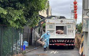 梧棲斃死豬數量疑遭塗改 中檢分案偵辦 梧棲斃死豬數量疑遭塗改 中檢分案偵辦