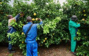 台灣硬起來拒買!南非2水果銷台大暴跌 台灣硬起來拒買!南非2水果銷台大暴跌