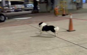 邊境牧羊犬逃脫籠具跳機 桃機機坪狂奔2小時 