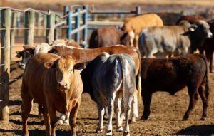 台灣不買！南非牛肉遭中封殺 急找亞洲國家賣貨 