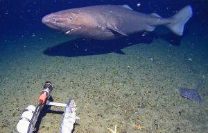 南極深海首見4米巨鯊  專家驚呼深海坦克