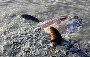 真的翻車了 關渡碼頭驚見曼波魚擱淺