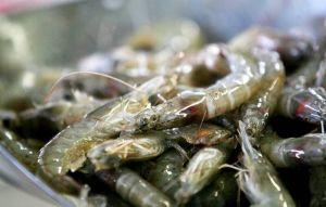 這國蝦類出口飆新高 台灣展現鈔能力狂掃16.7億